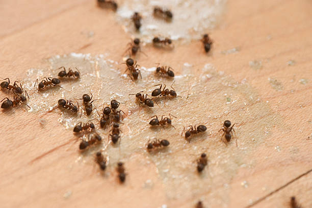 Best Best Pest Control Companies  in Bull Valley, IL